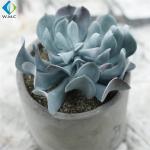 Potted Artificial Green Plants , Fake Succulent Plants 5-10 Years Life Time