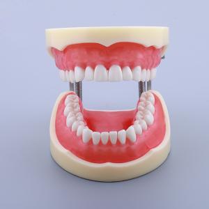 Wholesale Waxless Medical Simulation Pvc Anatomical Human Tooth Model from china suppliers