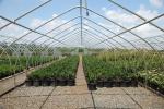 Small High Tunnel Film Greenhouse For Growing Tomatoes 6m-10m Width