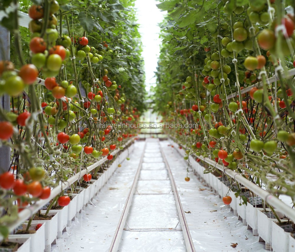 Film Covered Galvanized Greenhouse for Stable Structure and Vegetable Cultivation