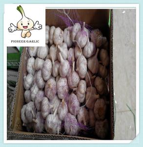 Wholesale Basket packing Solo garlic single clove garlic from China best design from china suppliers