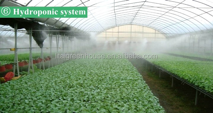 Transparent Agricultural Greenhouse for Mushroom Farming Length 30-100m or Customized
