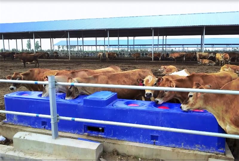 Contiuous Flow Automatic Plastic Cattle Drinking Troughs For Drinking Trough Rotomolding