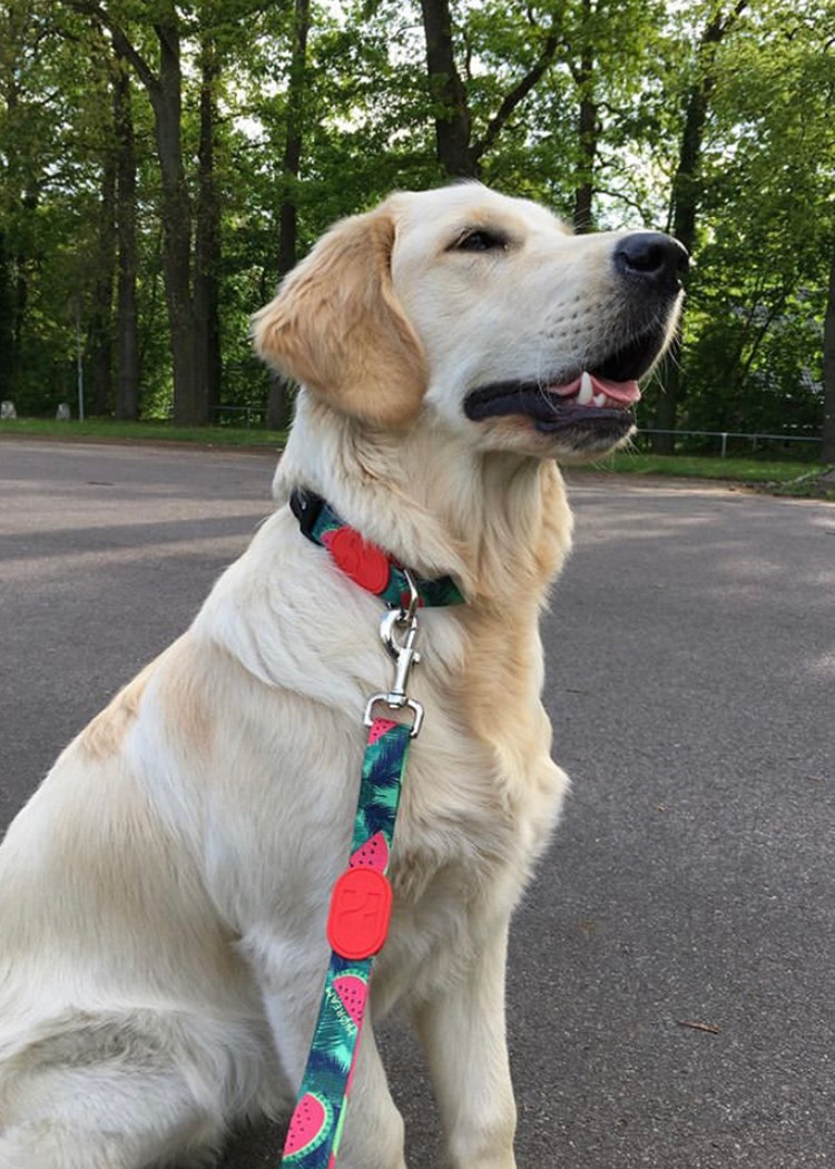 Polyester Watermelon Dog Harness For Freedom Walker Front Walking
