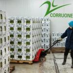 High-Performance Fruit Corrugated Boxes for Optimal Agriculture Industry