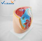 Professional Female Pelvis Model 3d Anatomy Model Pregnancy Pelvis VIC-332A