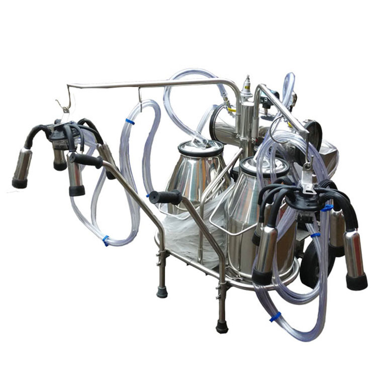 steel pipe 0.75m/position Cattle Head Lock For Dairy Farm Feeding Treating