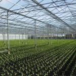 Modular Agricultural Greenhouse For Sale Dome Roof Cover Film Side Cover Multi