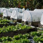0.3×0.3mm 100% Virgin UV Resistat Agricultural Insect Net Greenhous Mesh for