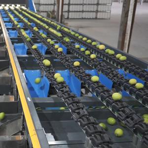 Wholesale Automatic PLC Control Fruit Sorting Machine For Lemons Sorting from china suppliers