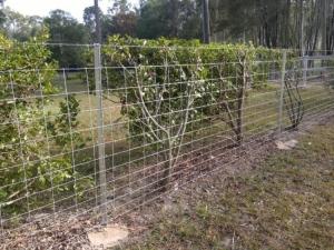 Wholesale Black Painted Or Hot Dipped Galvanised Star Pickets Y Steel Fence Posts from china suppliers