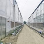 Hydroponic Growing Systems Greenhouse Low Cost Greenhouse Agriculture Plastic