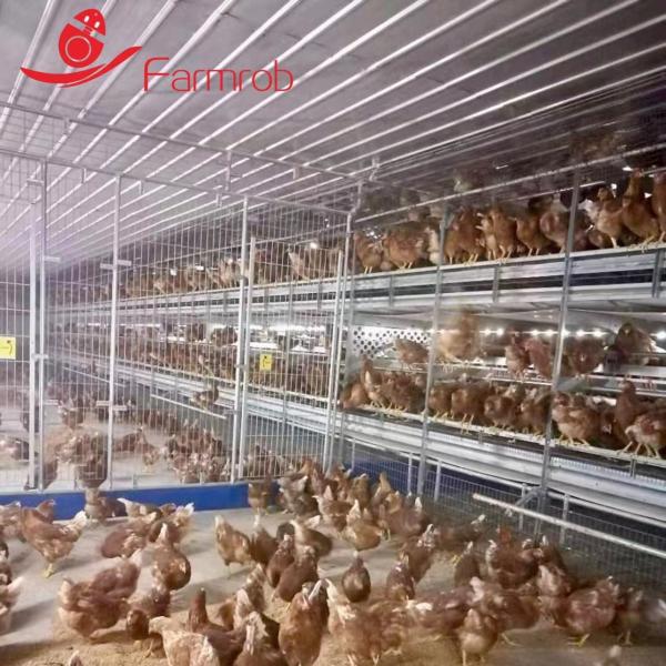 3 Tiers Poultry Battery Cage System Cage Free Eggs Cage-Free-X Improve Health
