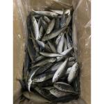 Fresh Healthy IQF Horse Mackerel 160 - 180pcs/ctn Frozen Fishing Bait