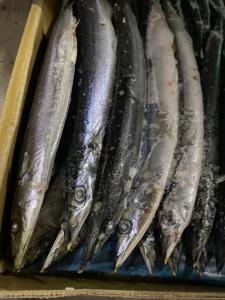Wholesale Cololabis Saira Sea Frozen Pacific Saury All Size from china suppliers