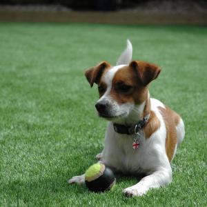 Wholesale Eco Friendly Trugrass Pets Turf Animal Mat Safe For Dogs CE SGS Standard from china suppliers