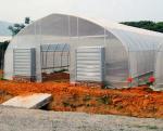 Cooling System Single Span Agricultural Greenhouses For Tomato Agriculture
