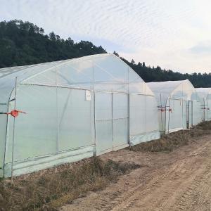 Wholesale Poly Tunnel Single Layer UV Protected Polyethylene Plastic Green Houses For Agriculture from china suppliers