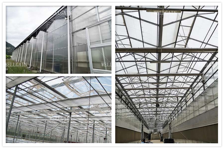 Steel Frame Large Polycarbonate Greenhouse With Precision Climate Control