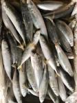 IFS 80-90 BQF Frozen Muroaji Fish For Bait