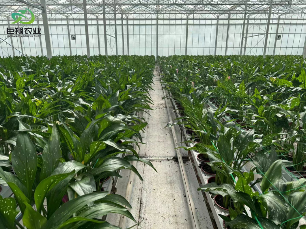 Greenhouse Hydroponics Growing System for Vegetables Flowers