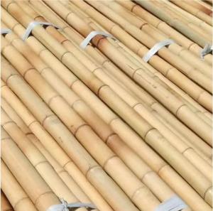 Wholesale Nature Raw Bamboo Poles Straight Bamboo Tree Stakes Large Bamboo Poles For Decoration from china suppliers