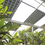 Thermal Insulation Commercial Photovoltaic Greenhouses Customization Option