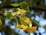 Qualified Tilia Cordata Extract, Linden flower Extract, 10:1 TLC, Flavones 0.5%,