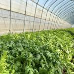 Chinese Origin Single-Span Arches Greenhouse US Currency for Commercial