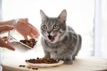 More Nutritious Cat Food Beef Flavor Healthy Additives To Cat Food HACCP