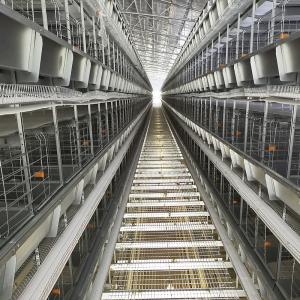 Wholesale 380V Broiler Automatic Feeder , 500KGS Hot Dip Galvanized Chicken Cage Equipment from china suppliers