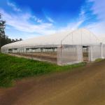 Agricultural Vegetable Green House Multi-span Tomato Greenhouse For Fruits