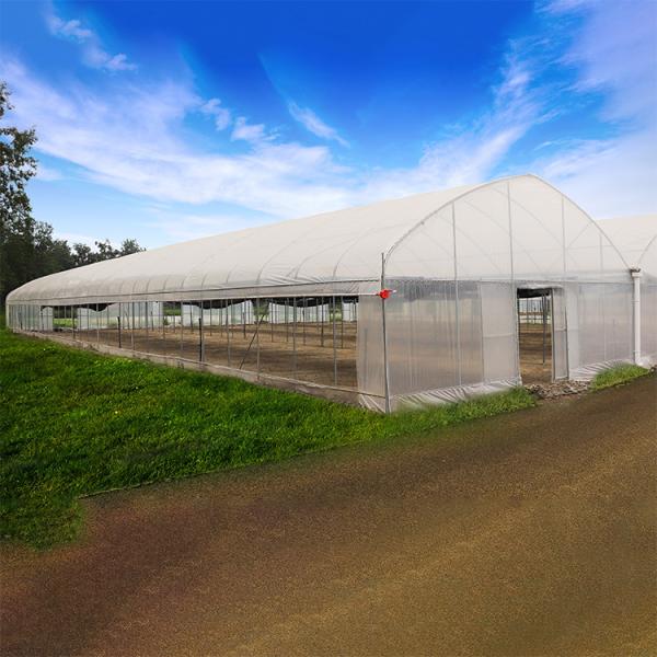Agricultural Vegetable Green House Multi-span Tomato Greenhouse For Fruits