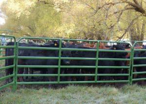 Wholesale 1.66&quot; Od 16 Gauge Tubing 10ft Livestock Fence Panels With 14 Gauge Vertical Stays from china suppliers