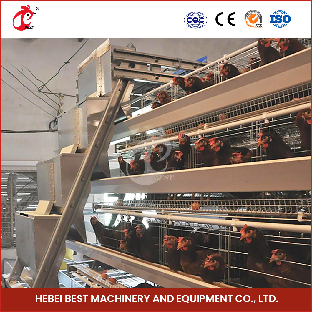 96 Birds Automatic Chicken Cage Equipment Battery Egg Layer Cage For Laying Hens In Nigeria Iris