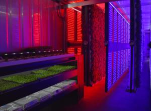 Wholesale AC85-265V White LED Grow Lights 100 Watt For Indoor Gardening from china suppliers
