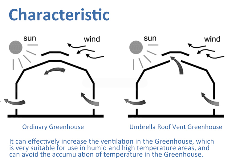 Metal Frame Covered Outdoor 6x15m Agricultural Commercial Green House Umbrella Roof Vent Greenhouse With Ventilation