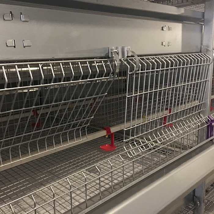 380V Cage House Poultry , Automatic Layer Poultry Equipment Long Life Span