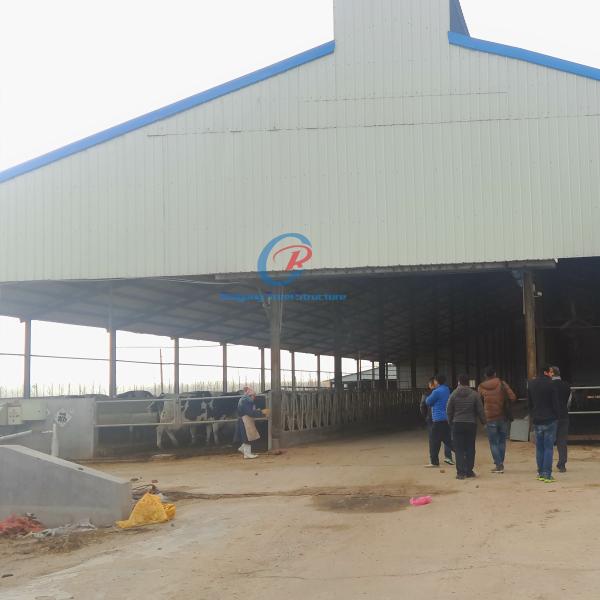 Natural Ventilation Steel Structure Cow Shed Comfortable Steel Structure