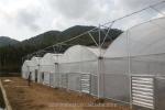 Film Cover Material Agriculture Multi Span Greenhouse with Galvanized Steel Pipe
