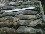 150+G BQF Frozen Black Squid ISO2200 / HACCP Standard