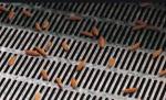 Slotted Hole Decorative Perforated Sheet