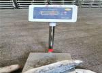 1000g 1500g Seafood BQF Freezing Grey Mullet Fish