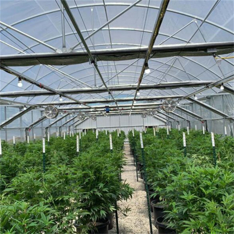 100% Shading Black Out Greenhouse Fully Automated Hydroponic Polytunnel Light Deprivation Greenhouse With Ridge Vents