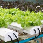 Suitable Seedling Cultivation Budget-Friendly Film Greenhouse with Plastic Sheet