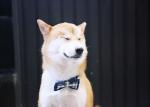0.6 Inch Black And White Nylon Dog Collars And Bow Tie Dog Boy Girl