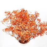 Home Decorations Beautiful Dried Flowers Gypsophila Long Term Storage