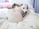 High Fill Power Luxury Household Cute/Cartoon Goose Down Pillows
