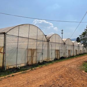 Wholesale Plastic Film Multi Span Greenhouse Automated Controlled For Vegetables Growing from china suppliers