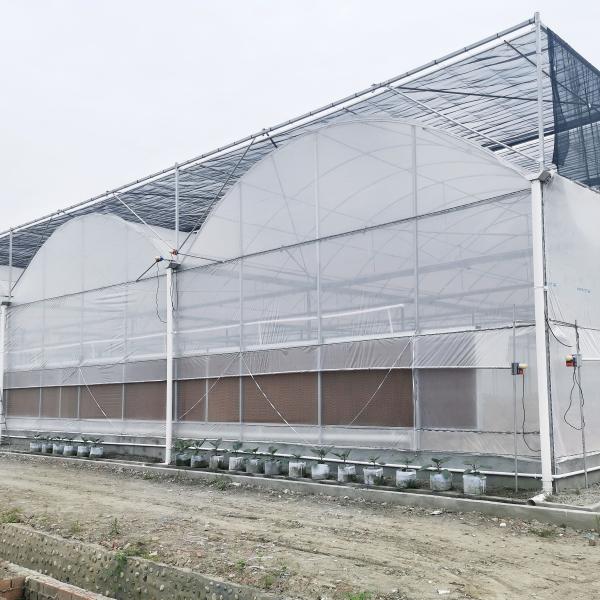 Hydroponic Growing Systems Greenhouse Low Cost Greenhouse Agriculture Plastic